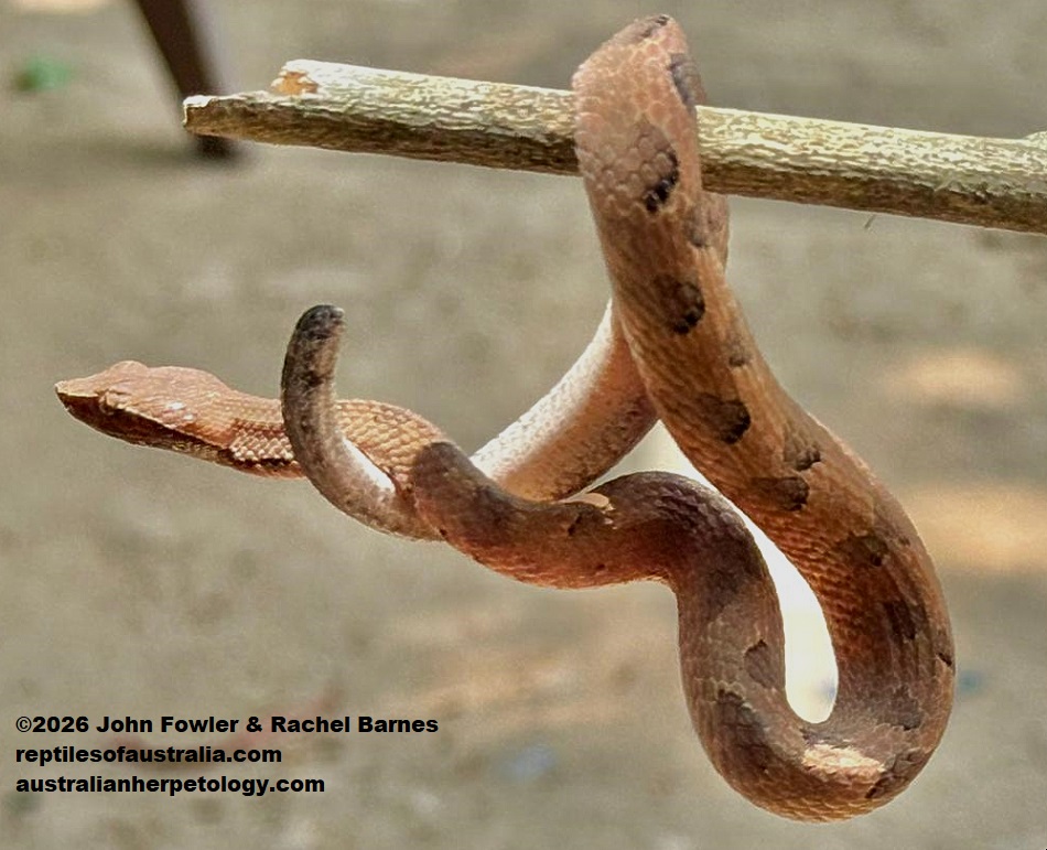 This captive Sri Lankan Hump-nosed Viper (Hypnale nepa) has lost the end of its tail