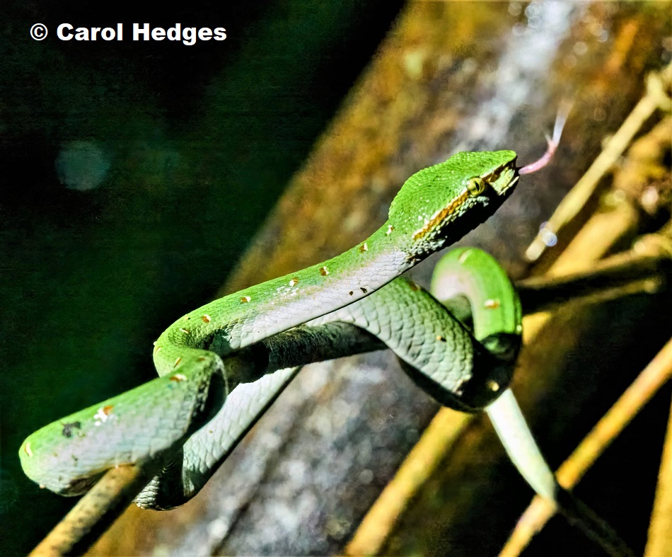 Wagler's Pit Viper (Tropidolaemus wagleri)