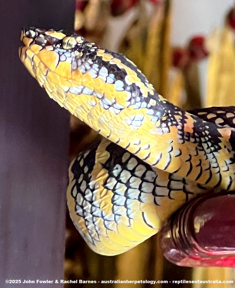 Wagler's Pit Viper (Tropidolaemus wagleri) photographed at the Penang Snake Temple