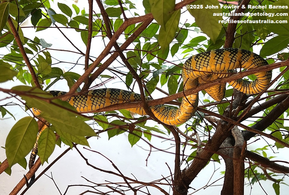 Male Wagler's Pit Viper (Tropidolaemus wagleri) photographed in the outdoor pit at the Penang Snake Temple