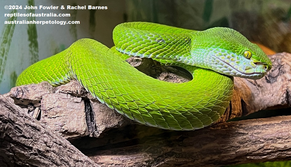 Bamboo Viper (Trimeresurus albolabris) photographed at the Kerdanet Terrarium, Brittany, France