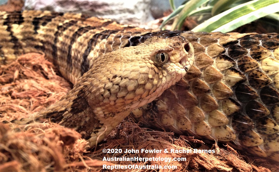 (Crotalus horridus) is the most northerly distributed venomous snake in America