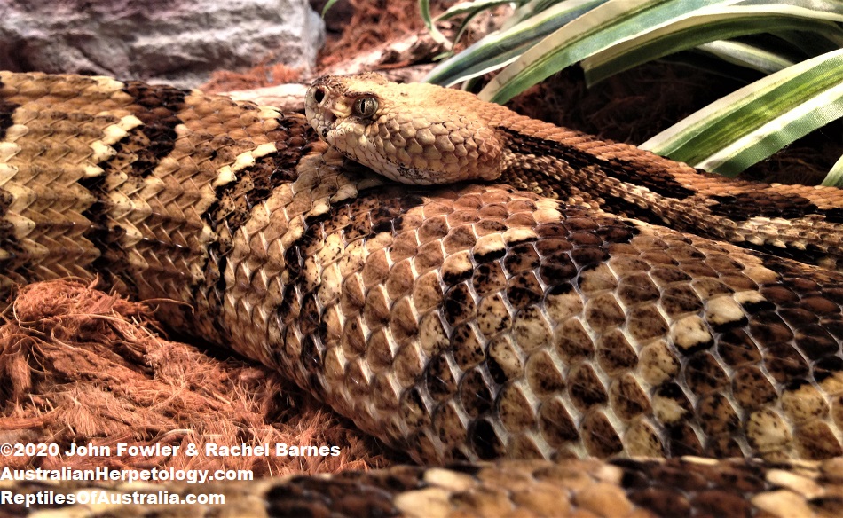 The Timber Rattlesnake (Crotalus horridus) is a type of Pit Viper