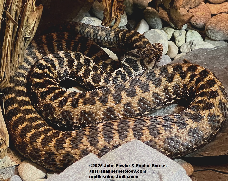 Asp Viper (Vipera aspis) photographed at Vivarium de Meyrin, Geneva, Switzerland