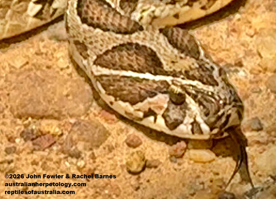 Russell's Viper (Daboia russelii pulchella)&nbsp;photographed in Sri Lanka