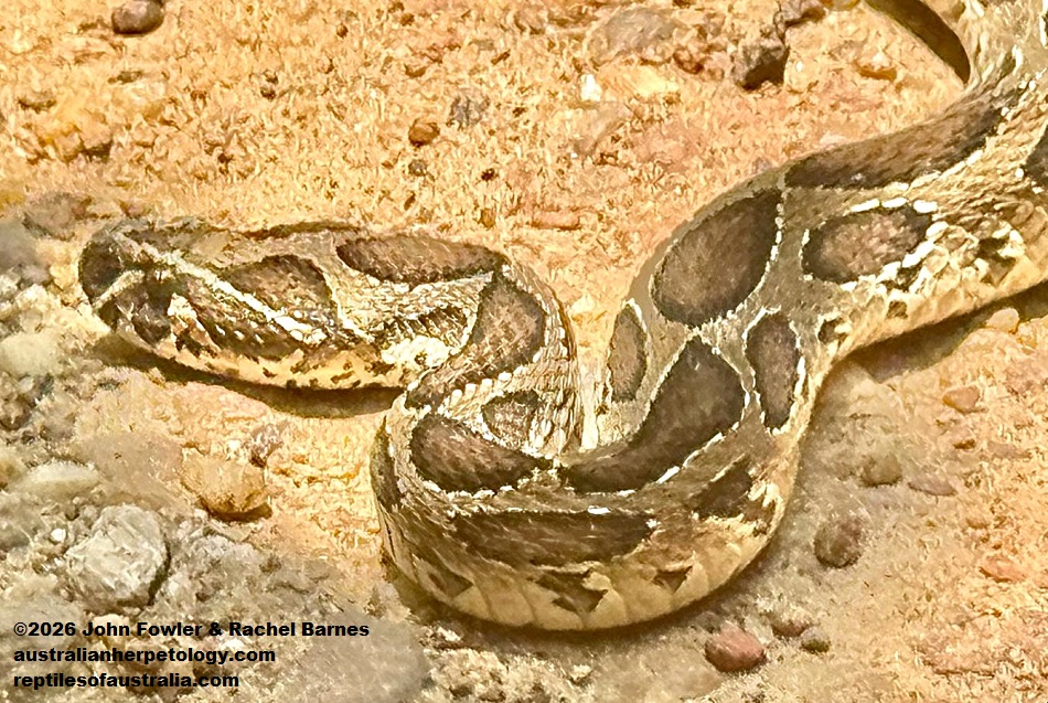 Russell's Viper (Daboia russelii pulchella)&nbsp;photographed in Sri Lanka