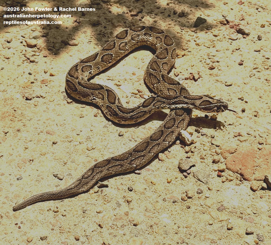 Russell's Viper (Daboia russelii pulchella)&nbsp;photographed in Sri Lanka