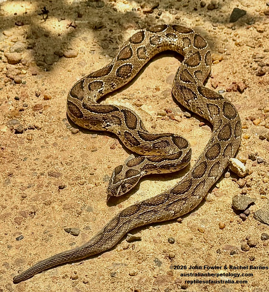 Russell's Viper (Daboia russelii pulchella)&nbsp;photographed in Sri Lanka