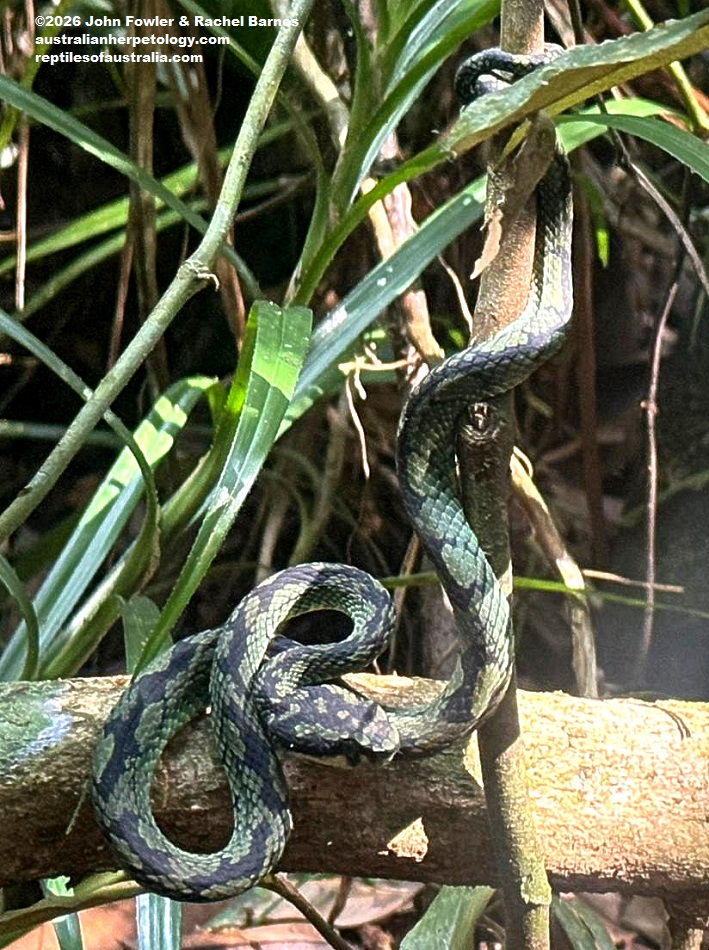 Sri Lankan Green Pit Viper&nbsp;(Craspedocephalus trigonocephalus) photographed in Sinharaja Rainforest Reserve in Sri Lanka