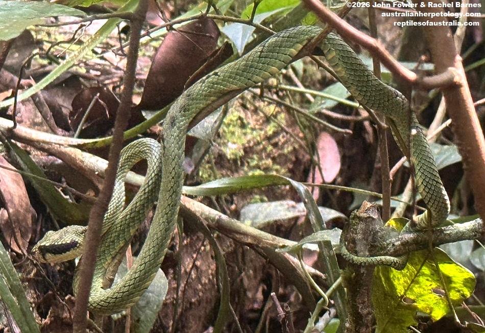 Sri Lankan Green Pit Viper&nbsp;(Craspedocephalus trigonocephalus) photographed in Sinharaja Rainforest Reserve in Sri Lanka