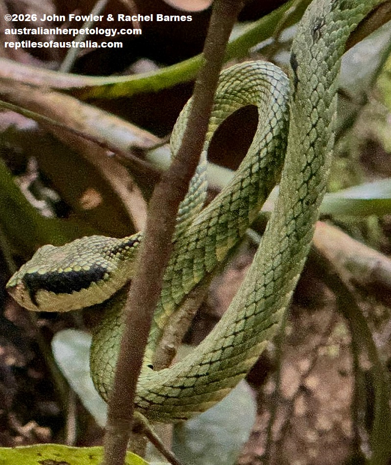 Sri Lankan Green Pit Viper&nbsp;(Craspedocephalus trigonocephalus) photographed in Sinharaja Rainforest Reserve in Sri Lanka
