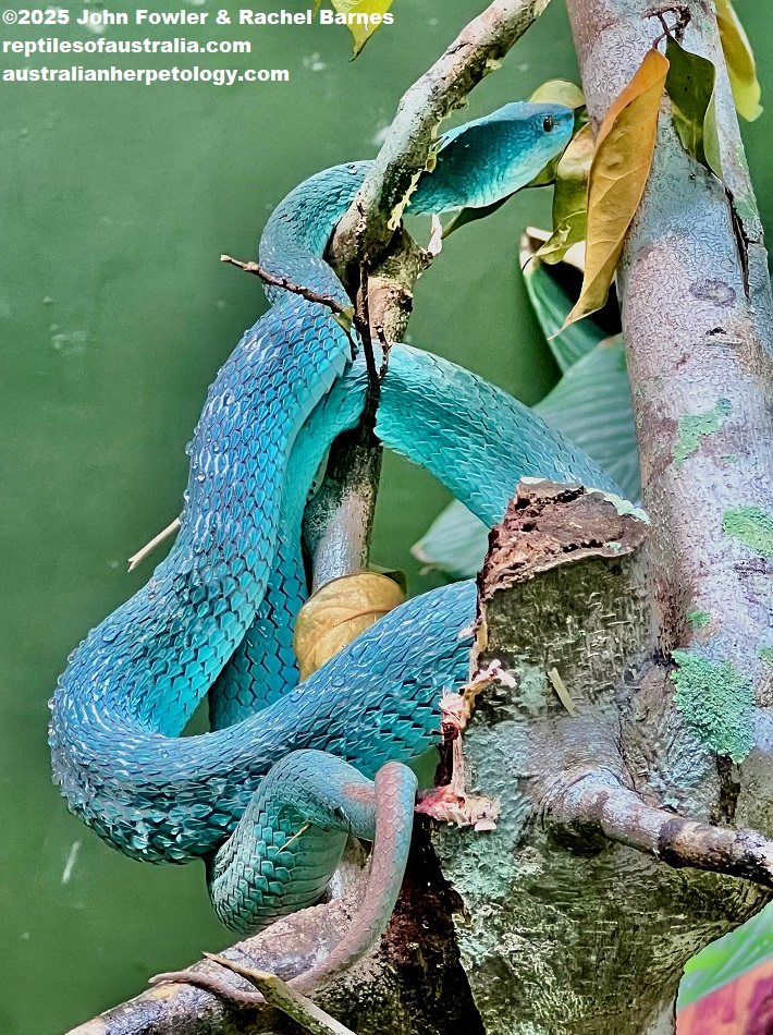 Sunda White-lipped Pit Viper photographed at the National Zoo of Malaysia (Zoo Negara)