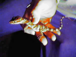 Ring Tailed Gecko / Giant Banded Gecko