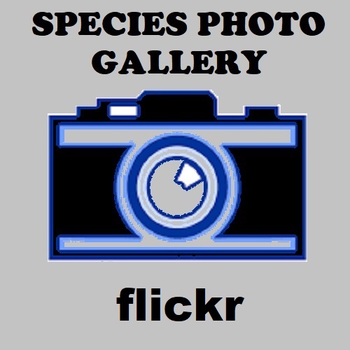 Click here to see photos of Gulf Ridge-tailed Monitors (Varanus citrinus) at flickr