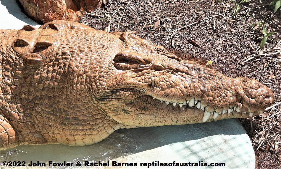 This crocodile was promoted as "Snowy the albino Crocodile" - at the Darwin Crocodile farm