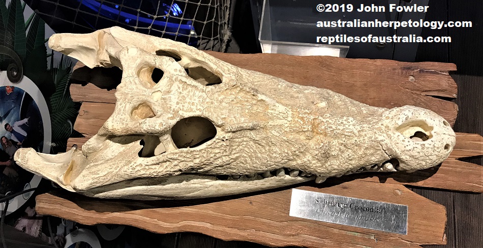 Saltwater Crocodile (Crocodylus porosus) skull photographed at Dubai Underground Aquarium