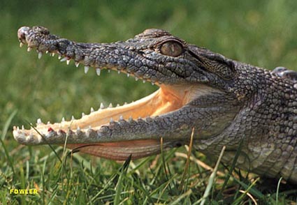 subadult saltwater crocodile