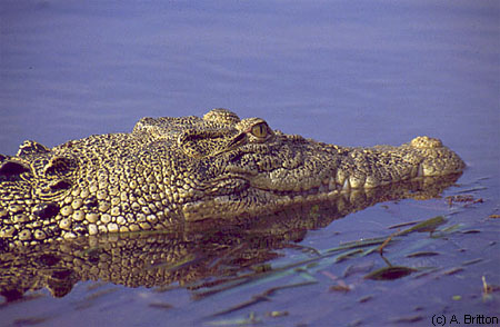 adult saltwater crocodile in water