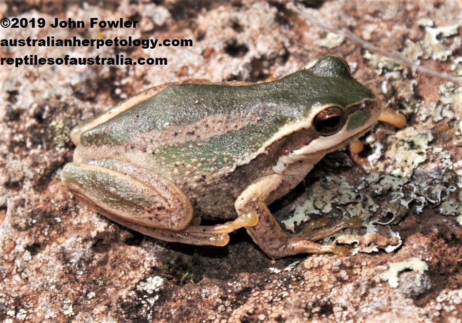 Southern Brown Tree Frog Litoria ewingi