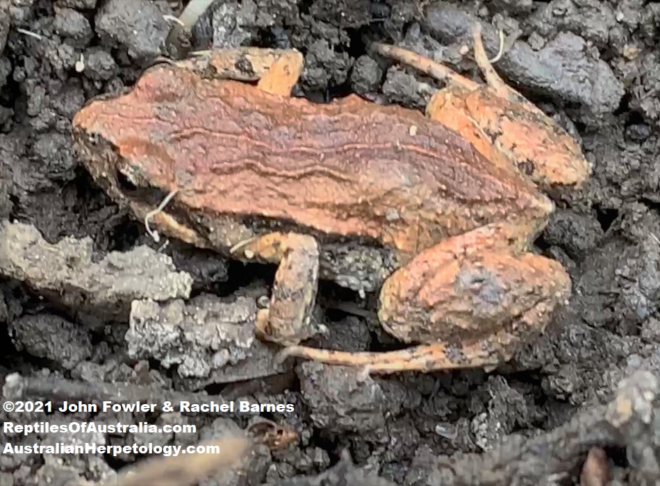 Common Eastern Froglet (Crinia signifera) photographed at Woodcroft SA