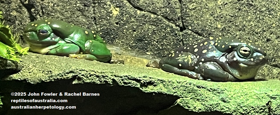 Magnificent Tree Frogs (Litoria splendida) photographed at Blackbutt Nature Reserve, Newcastle NSW