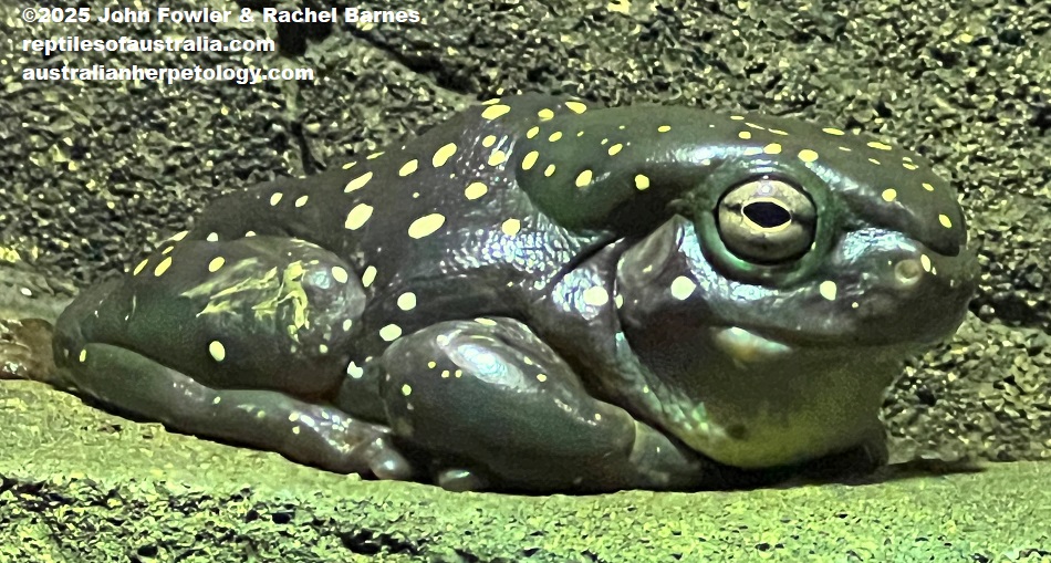 Magnificent Tree Frog (Litoria splendida) photographed at Blackbutt Nature Reserve, Newcastle NSW
