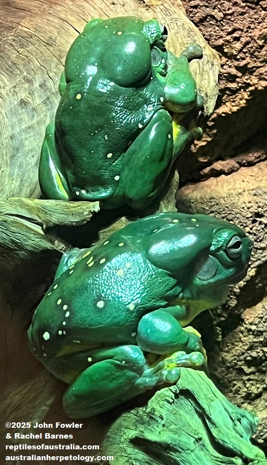 Magnificent Tree Frogs (Litoria splendida) photographed at Blackbutt Nature Reserve, Newcastle NSW