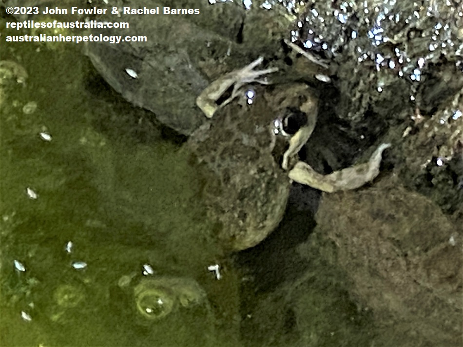 Spotted Marsh Frog (Limnodynastes tasmaniensis) photographed at Skytrek Willow Springs Station