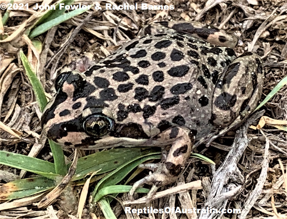 A young Spotted Marsh Frog (Limnodynastes tasmaniensis) photographed at Point Sturt, South Australia