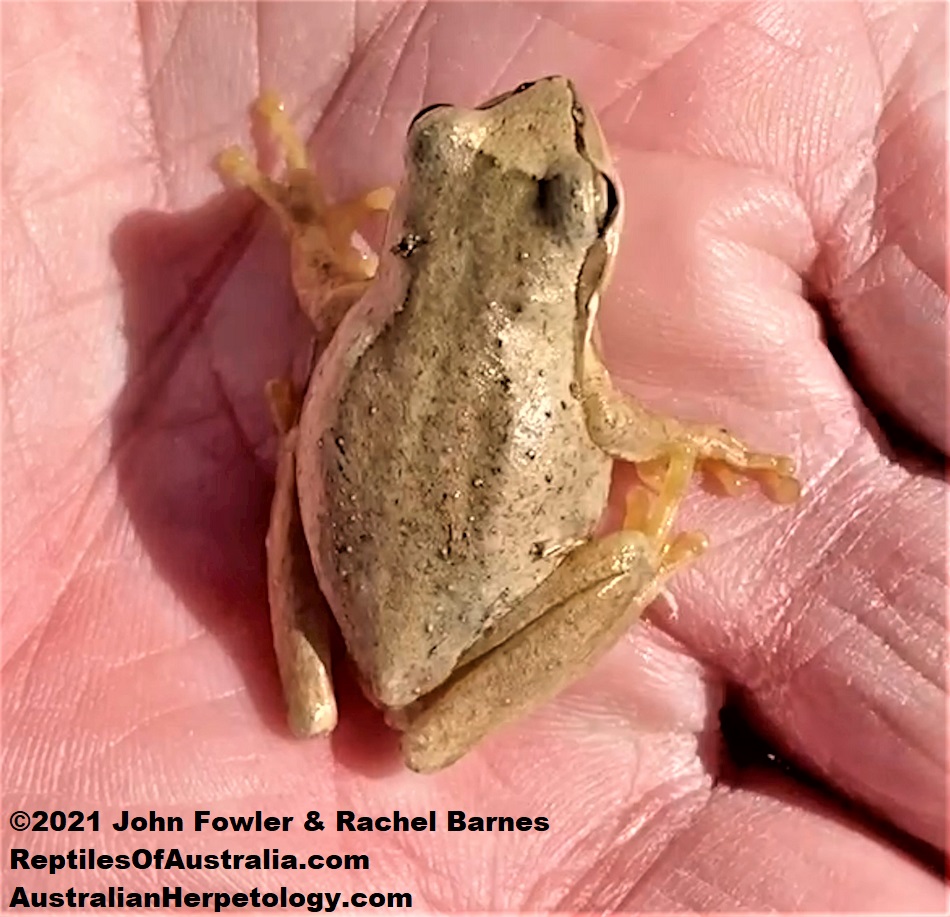 South Australian Brown Tree Frog (Litoria calliscelis) photographed at Tolderol, SA.