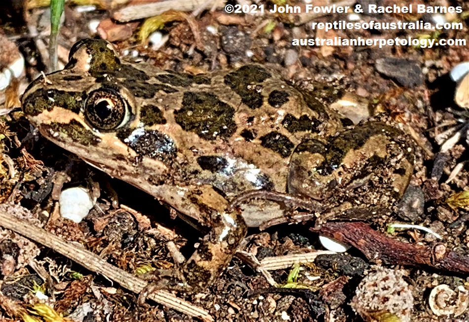 Spotted Marsh Frog (Limnodynastes tasmaniensis) photographed at Point Sturt, South Australia