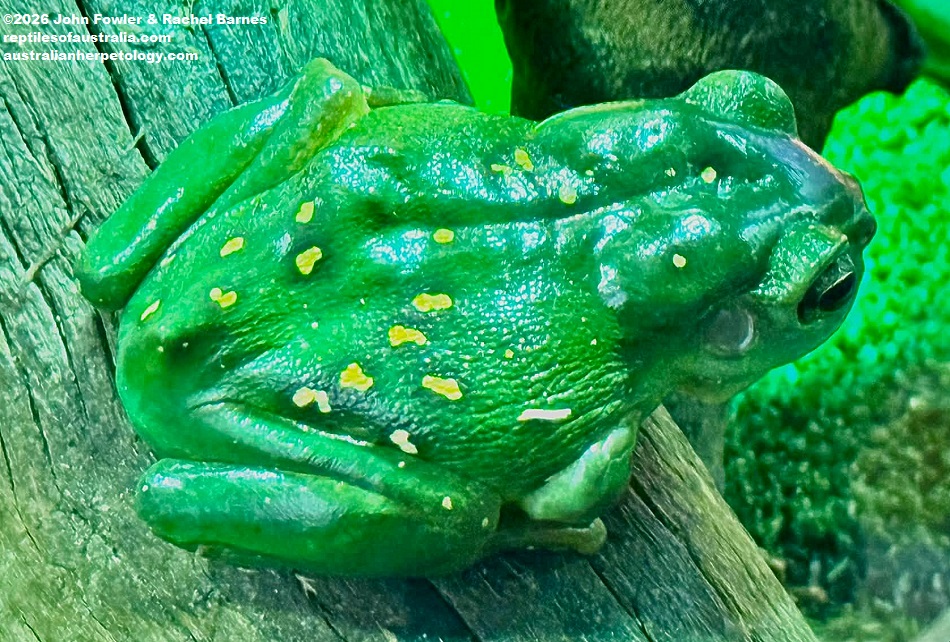 Magnificent Tree Frog (Litoria splendida) photographed at the Armadale Reptile Centre, WA