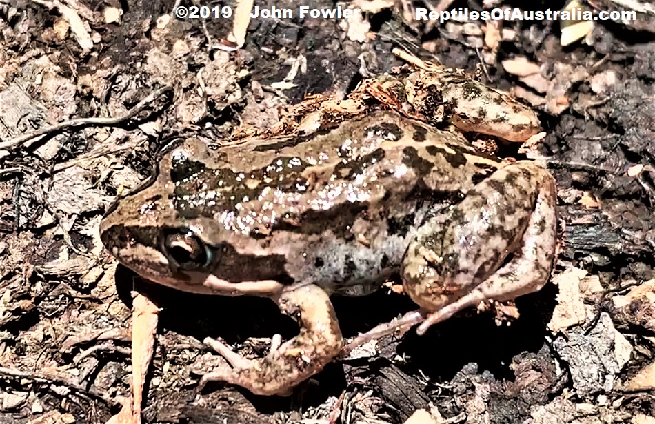 Young Perons Marsh Frog (Limnodynastes peronii ) photographed at Deagon Wetlands, Queensland