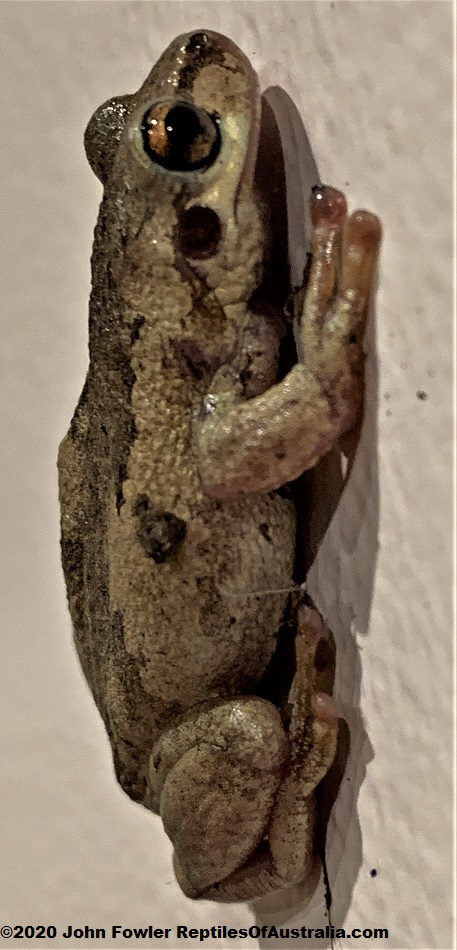 Slender Bleating Tree Frog (Litoria balatus) photographed inside a house at Kenilworth, Qld