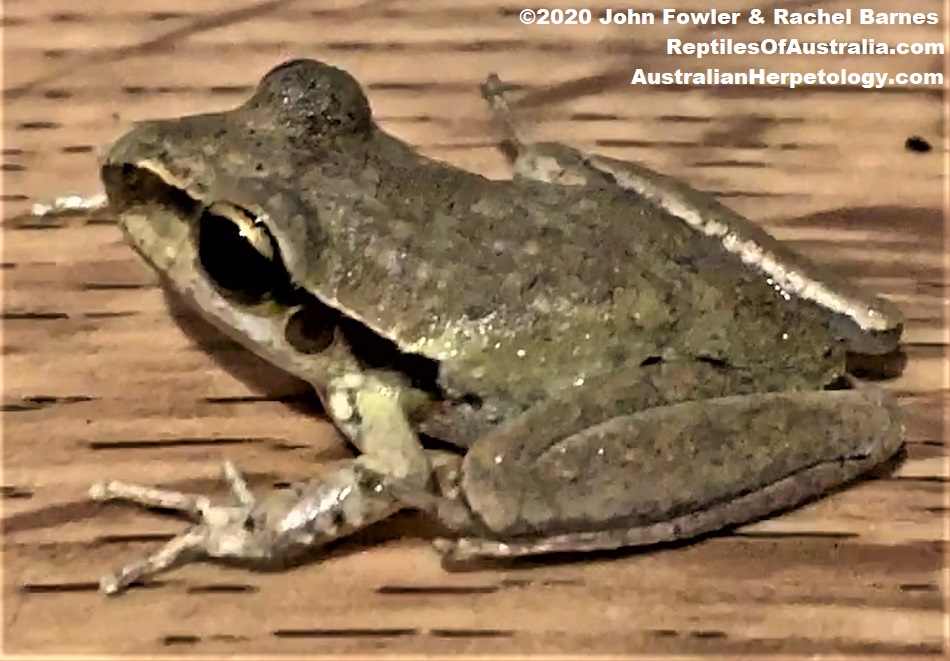 Juvenile Stony Creek Frog (Litoria wilcoxii ) photographed at Kenilworth, Qld