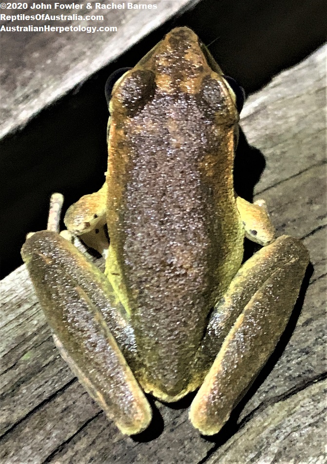 Adult male Stony Creek Frog (Litoria wilcoxii) photographed at Kenilworth, Qld