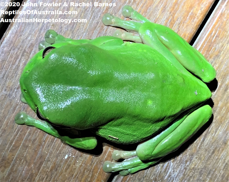 Australian Green Tree Frog Litoria caerulea