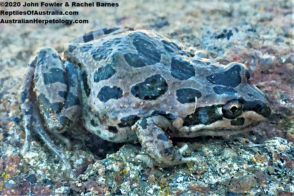 Spotted Marsh Frog (Limnodynastes tasmaniensis) photographed in Canberra