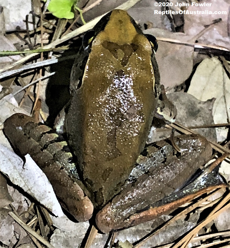 Giant Barred Frog Mixophyes iteratus