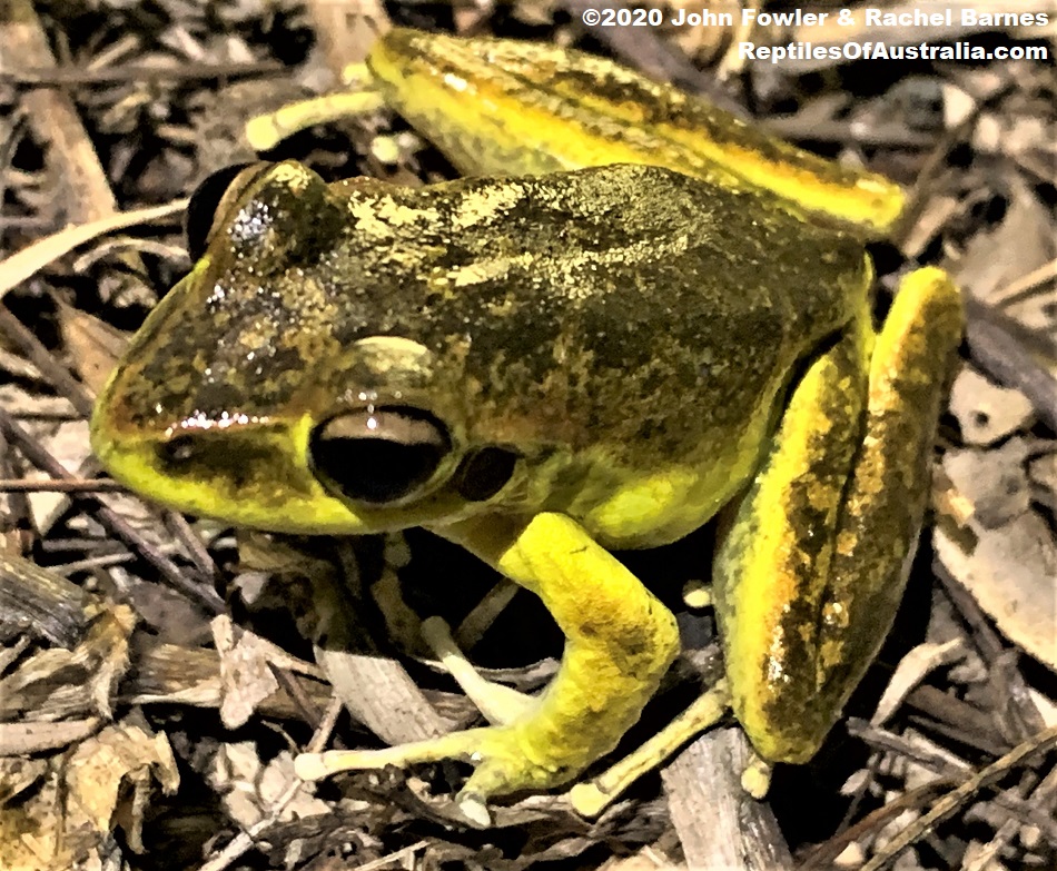 Male Stony Creek Frog (Litoria wilcoxii) photographed at Kenilworth, Qld