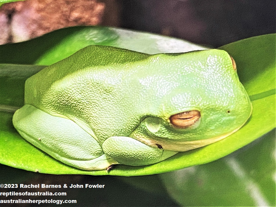 Orange Thighed Frog (Litoria xanthomera) photographed at Cairns Aquarium, Qld