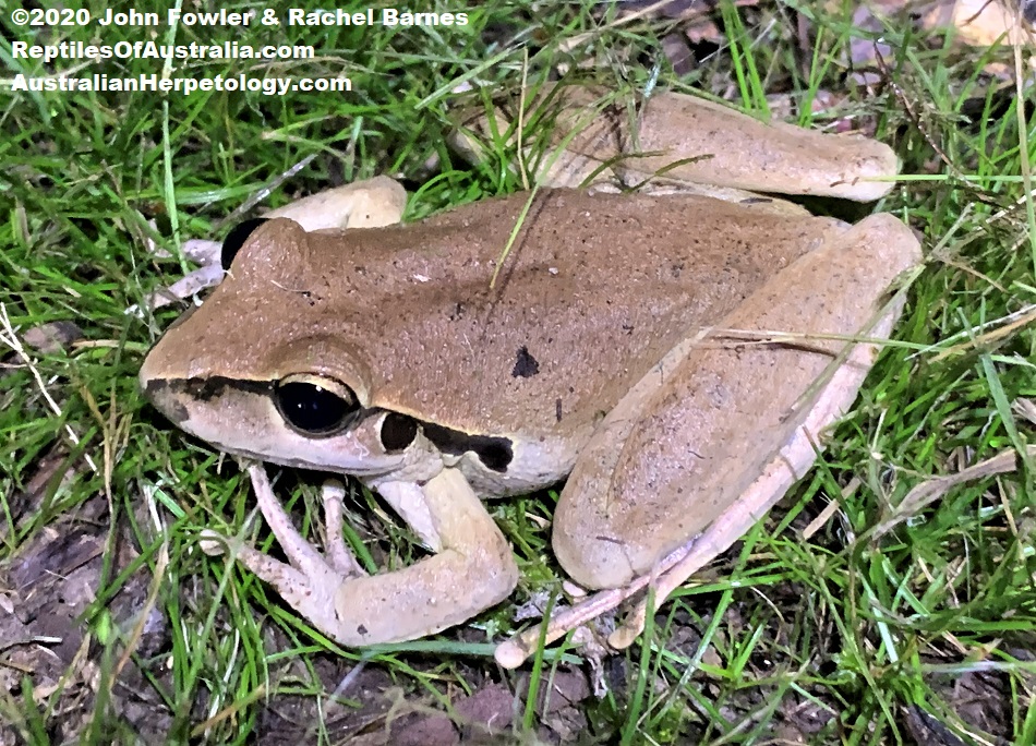 Adult Female Stony Creek Frog (Ranoidea wilcoxii) photographed at Jimna, Qld