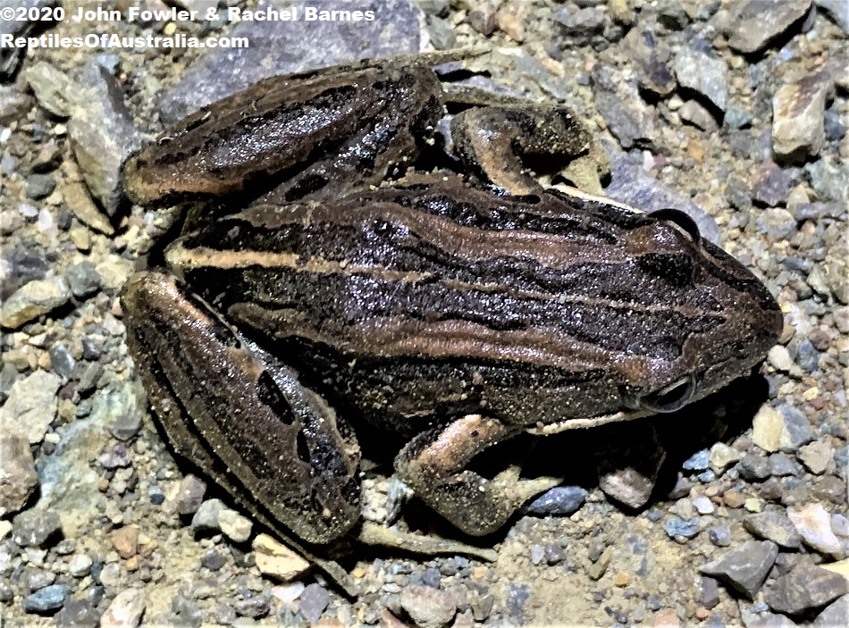 Adult Perons Marsh Frog (Limnodynastes peronii) photographed at Jimna Queenland