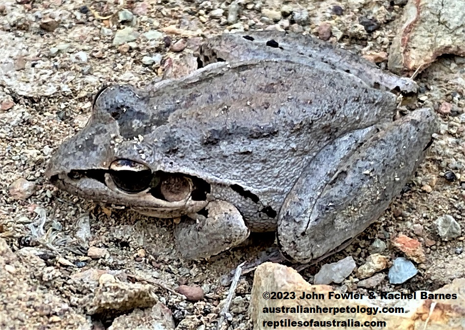 Broad-Palmed Rocket Frog (Litoria latopalmata) photographed at Glen Eden, near Gladstone, Qld