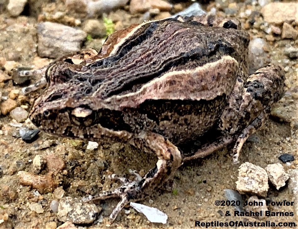 Common Eastern Froglet (Crinia signifera) 