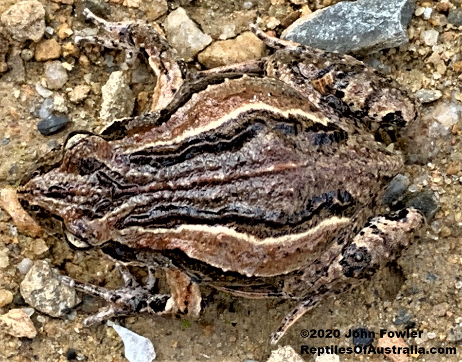 Common Eastern Froglet (Crinia signifera) 