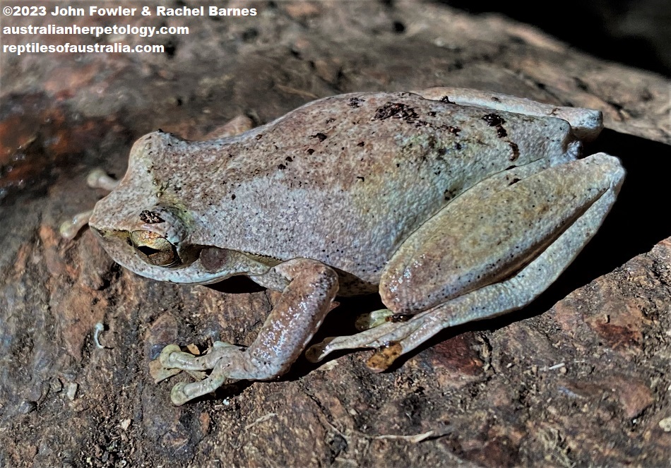 Whirring Tree Frog (Litoria revelata) photographed near Witches Falls, Tambourine Mountain, Qld