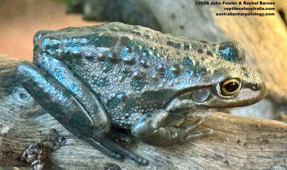 Motorbike Frog photographed at the Armadale Reptile Centre, WA