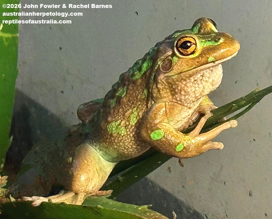 Motorbike Frog photographed at the Armadale Reptile Centre, WA