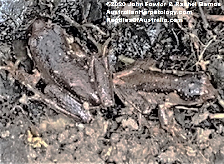 South Australian Brown Tree Frogs (Litoria calliscelis)